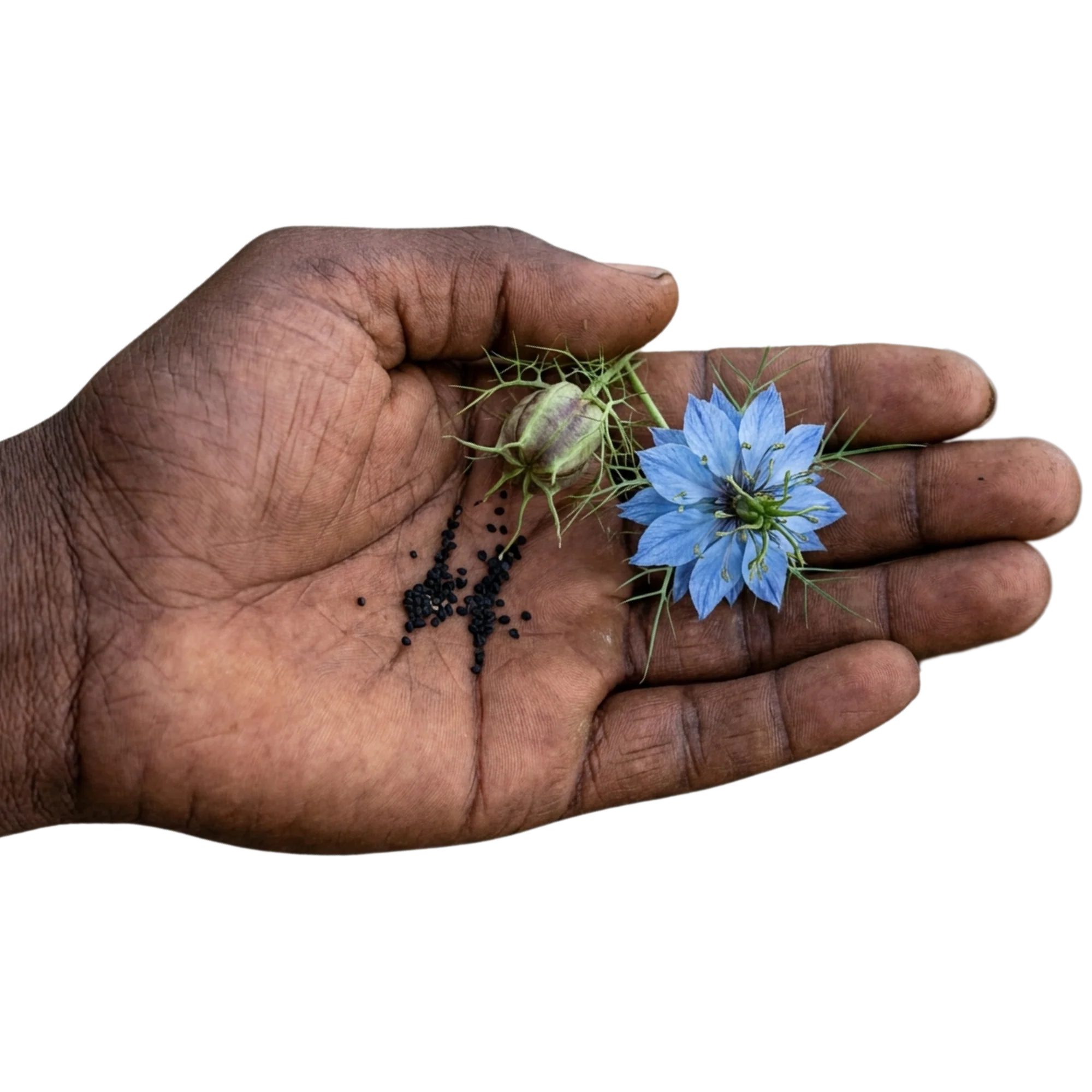 Semillas y flor de nigella