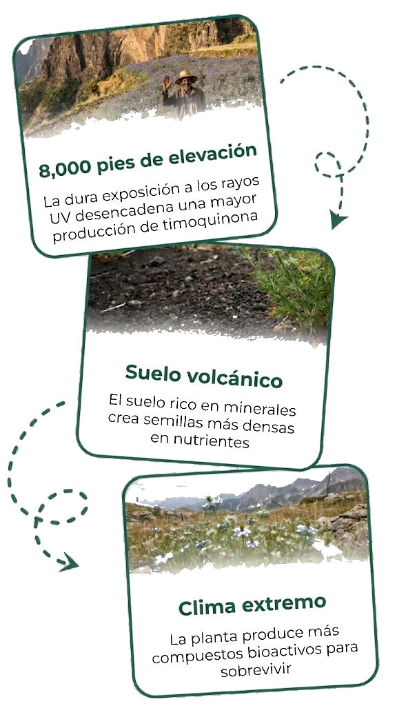 2.438 metros de altitud, suelo volcánico y clima extremo